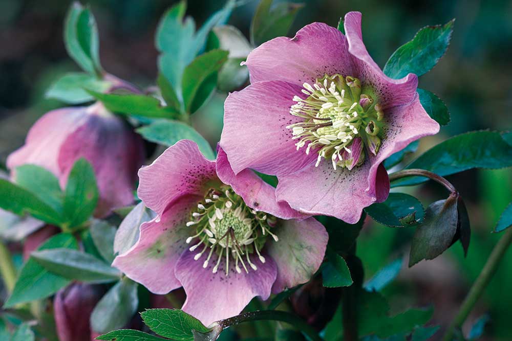 Čemerica východná (Helleborus orientalis)