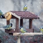 Drevená búdka pre vtáky