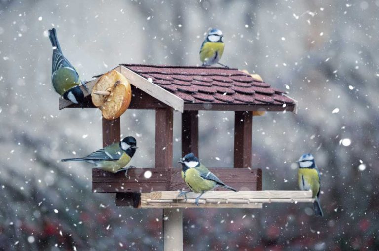 Prikrmovanie vtákov v zime je jednoduché, ak viete, čo potrebujú. Takto vtákom pomôžete a oni vám to vrátia po zime