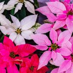 Netradičnejšie farebné formy vianočnej ruže