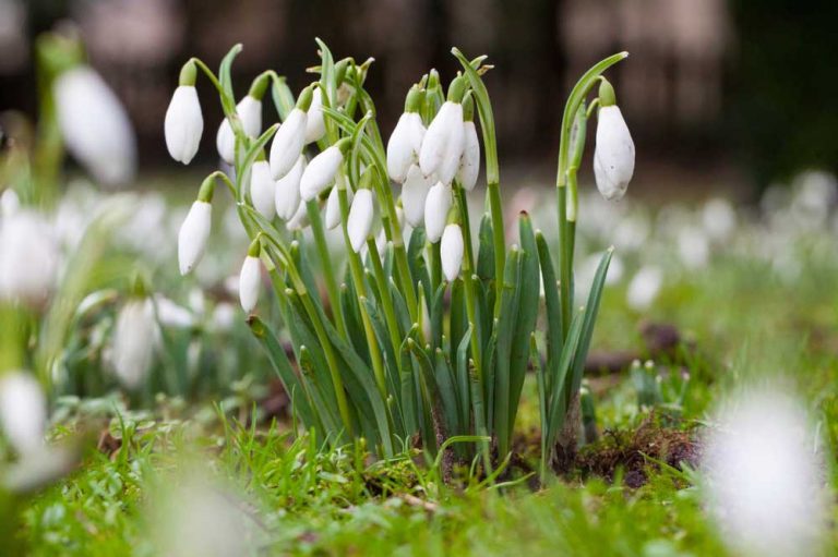 Už sa neviete dočkať kvitnúcej záhrady? Stavte na vždyzelené alebo rýchlené rastliny