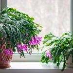 Kvitnúci vianočný kaktus na okennom parapete