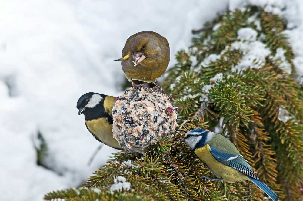 Kŕmenie vtákov lojovou guľou