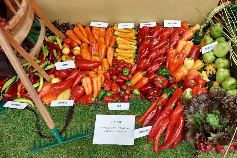 MORAVOSEED CZ a.s. – sezóna 2022 v spätnom zrkadle