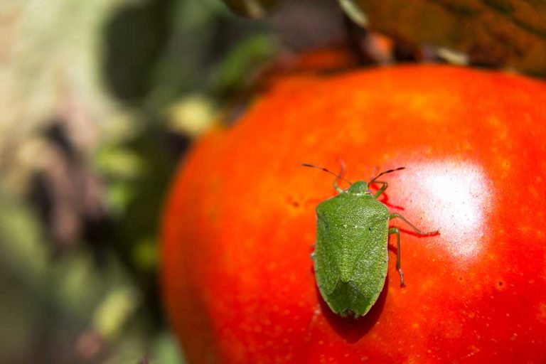 Zelená bzdocha Nezara viridula na paradajke