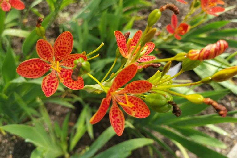 Vypestujte si prírodný liek: Angínovník vysievame práve teraz