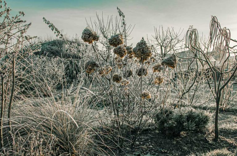 Január v okrasnej záhrade: Tešíme sa na rýchlené rastliny a ošetrujeme živé ploty či opadavé kry