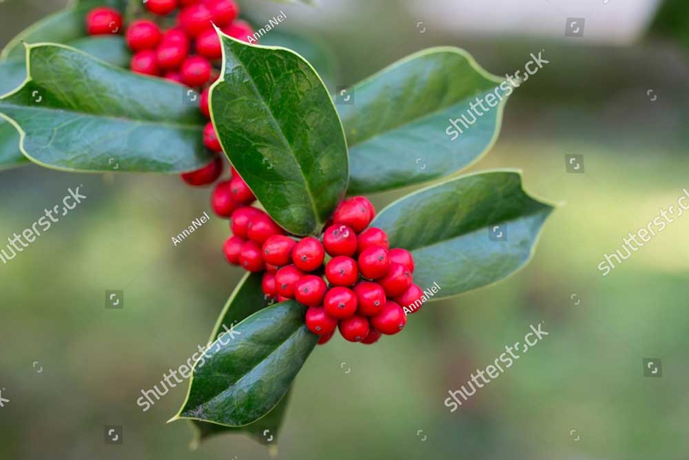 stock photo ilex aquifolia interior decoration for christmas green bush with red berries 2232415569