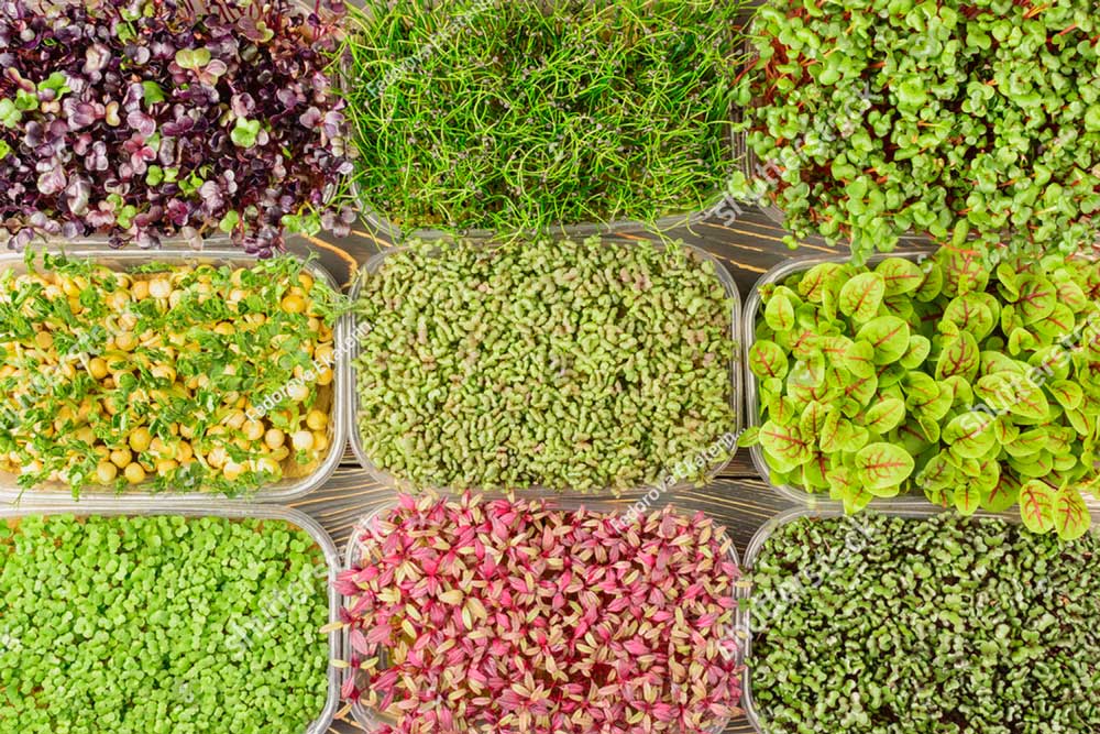 stock photo large selection of different microgreens photography from above boxes with sprouts of young green 1718247376