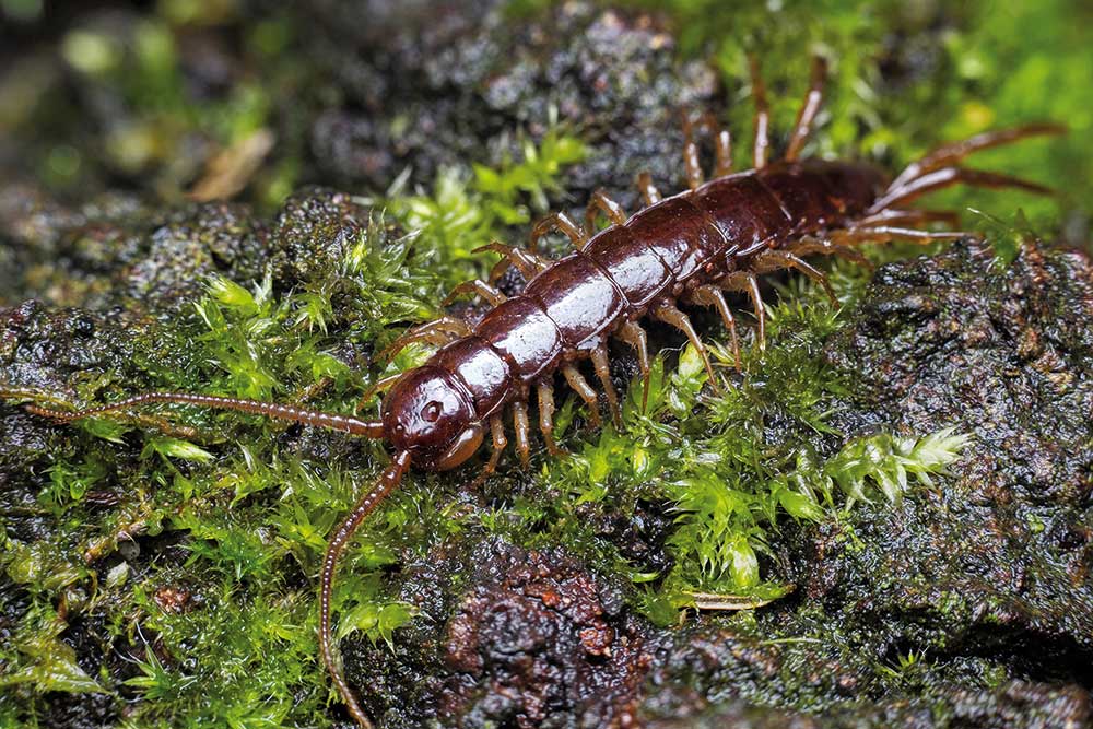 Stonožka obyčajná (Lithobius forficatus)