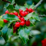 Cezmína ako typická vianočná dekorácia