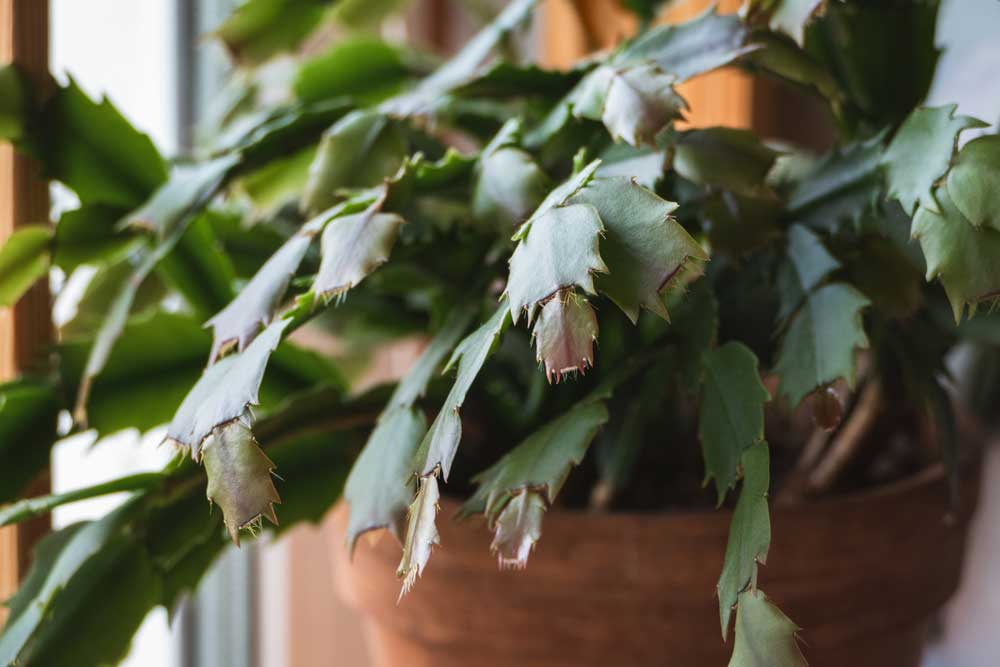 Vianočný kaktus v kvetináči (Schlumbergera truncata)