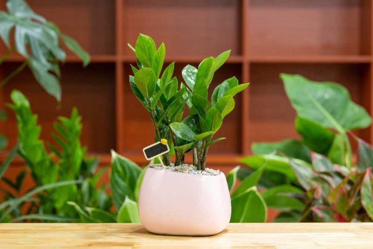 Hľadáte rastlinu pre začínajúcich pestovateľov? Zamiokulkas vám odpustí, ak ho zabudnete zaliať