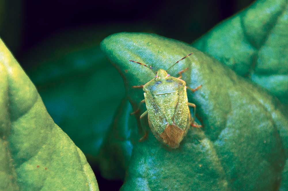 Zelený chrobák z rodu bzdochovitých (Nezara viridula)