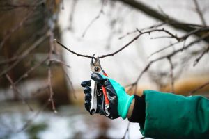 Záhrada nás potrebuje aj vo februári: Vysievame zeler a pokračujeme v rezoch