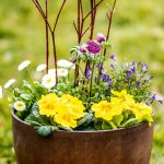 Jarná kombinovaná výsadba z prvosienok, sedmokrások a svíbu