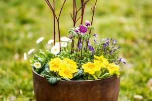 Pripravte si kvetinovú jar: Naša jarná výsadba z prvosienok a sedmokrások vás inšpiruje