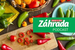 V najnovšej epizóde podcastu Záhrada je nám poriadne horúco. Rozprávame sa v ňom totiž o čili papričkách!