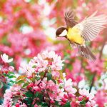 ako pripravit zahradu pre vtaky