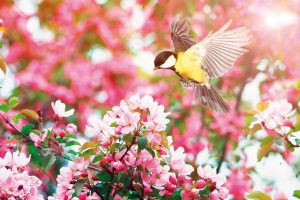 Ako zatraktívniť záhradu pre vtáky: Zodpovedným prístupom im pomôžeme žiť spokojne v našej blízkosti