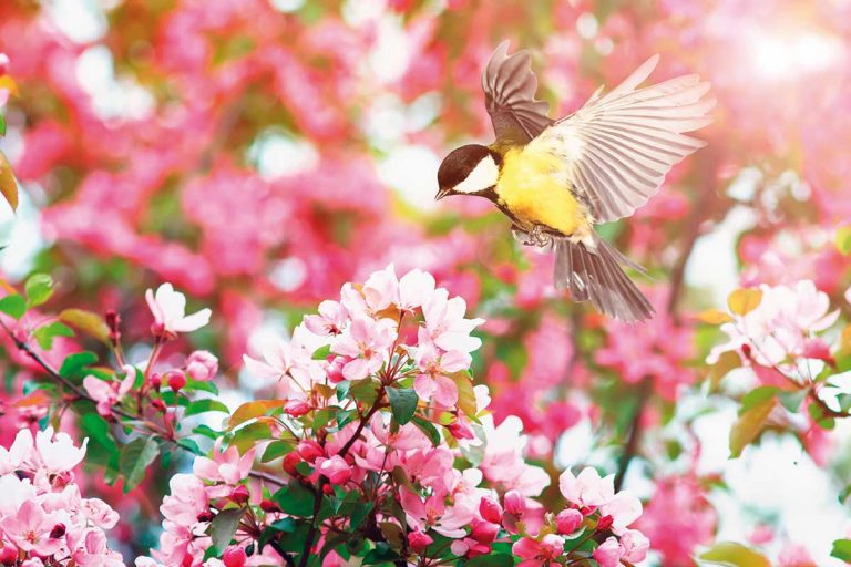 Ako zatraktívniť záhradu pre vtáky: Zodpovedným prístupom im pomôžeme žiť spokojne v našej blízkosti