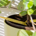 Ako sa zbaviť smútiviek na rastlinách