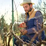 Ako správne rezať vinič v zime