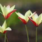 Botanické tulipány - druh Tulipán Kaufmannov