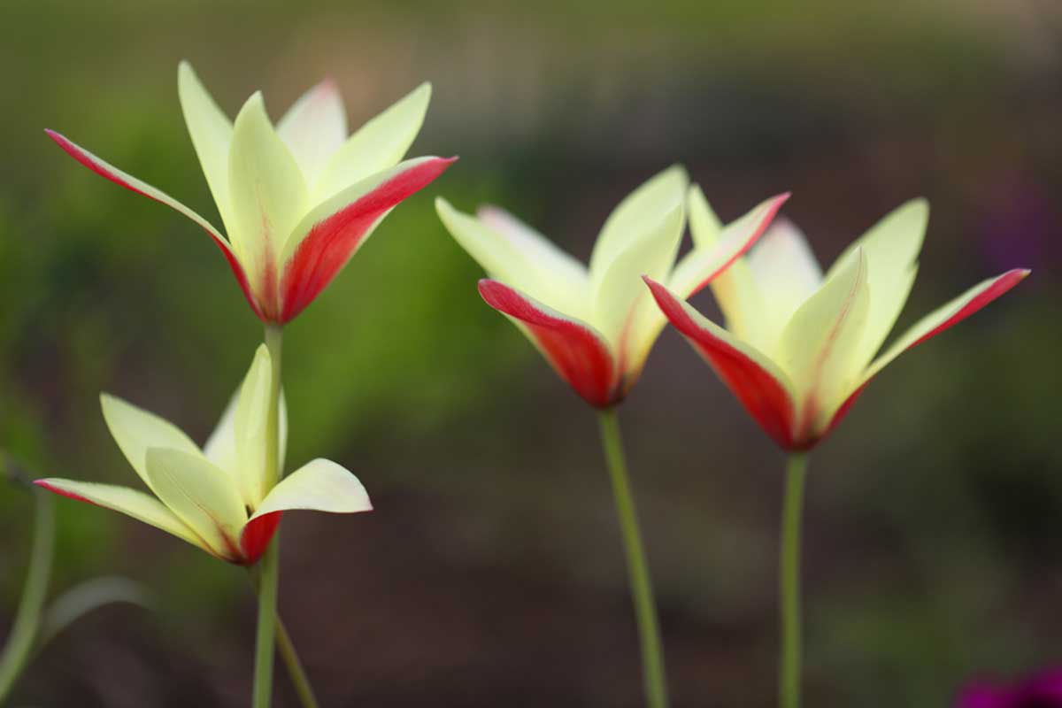 Botanické tulipány - druh Tulipán Kaufmannov