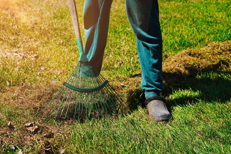 Marec v znamení predjarných príprav: Začíname vysievať letničky a starostlivosť doprajeme aj ružiam a levanduli
