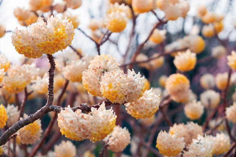 Edgevortia (Edgeworthia chrysantha)