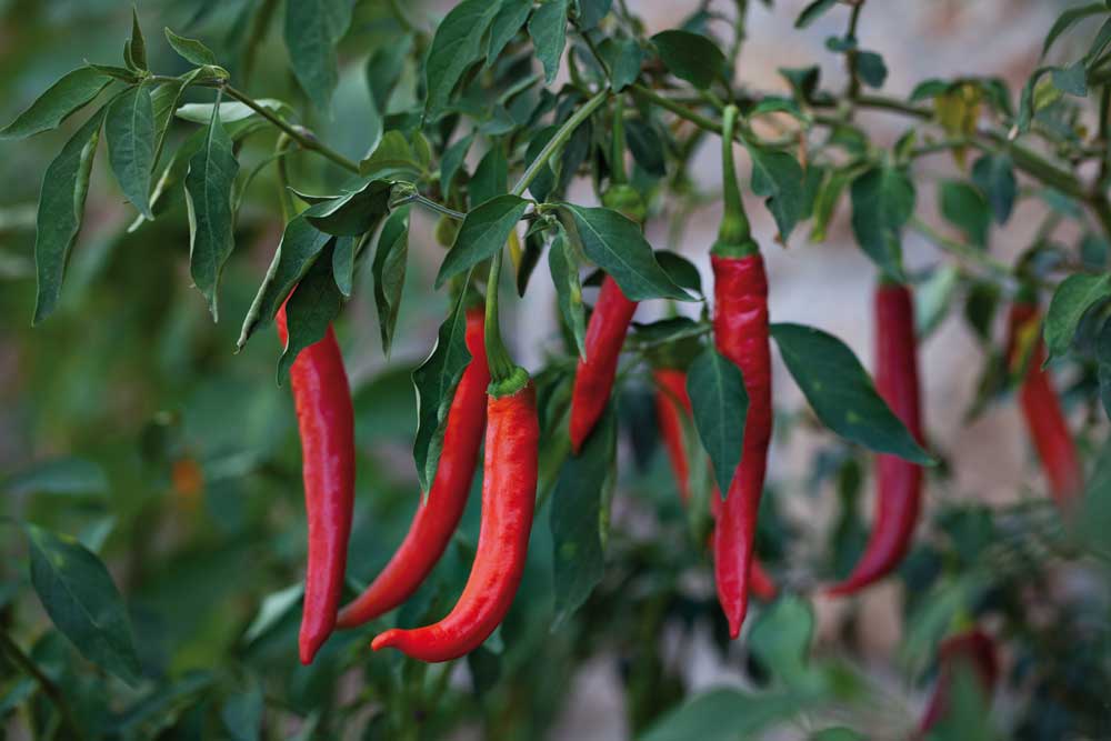 Kajenská paprika