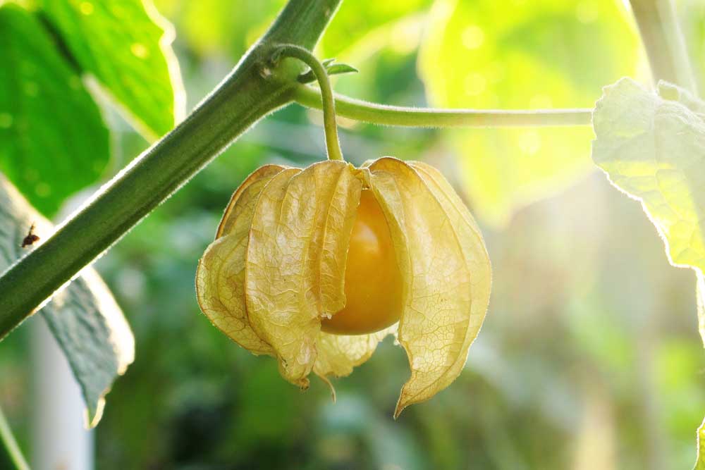 Machovka peruánska Physalis