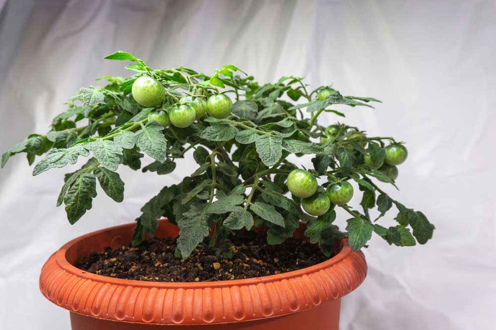 Mini paradajky v kvetináči