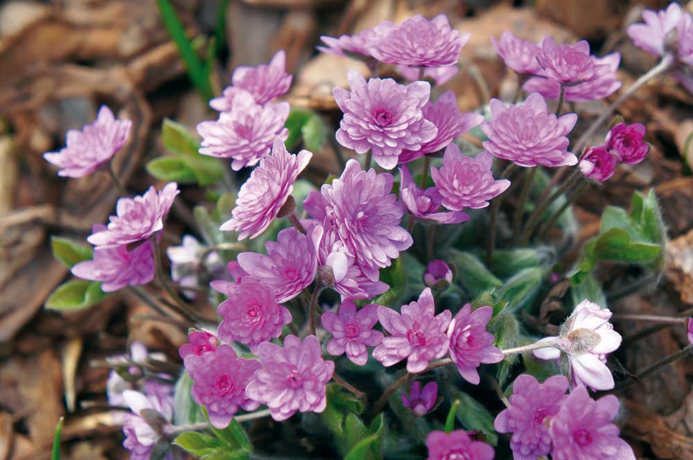 Pečeňovník trojlaločný ‘Rosea Plena’ Hepatica nobilis