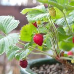 Ako pestovať mesačné jahody