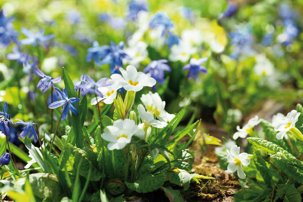 Prvosienka bezbyľová Primula acaulis (syn. P. vulgaris)