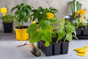 Viete, ktoré papriky môžete pestovať na balkóne a ktoré sú vhodné na sušenie? Tieto odrody vás nesklamú