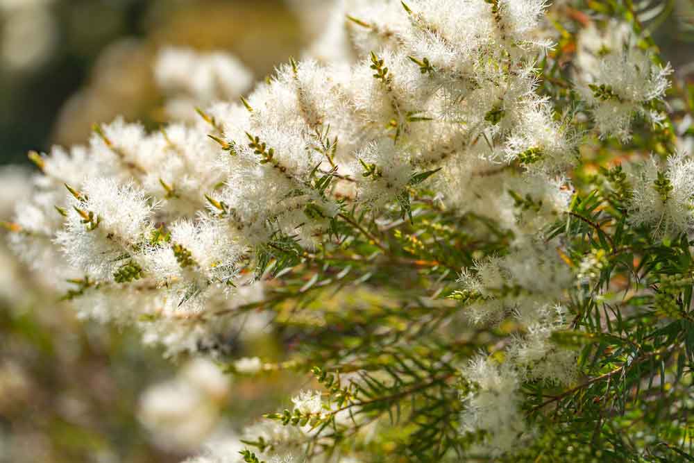 Čajovník austrálsky (Melaleuca Alternifolia)