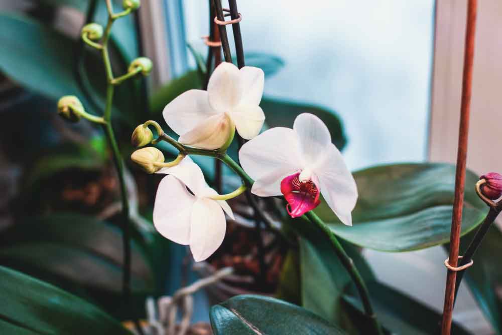 Orchidea na okne
