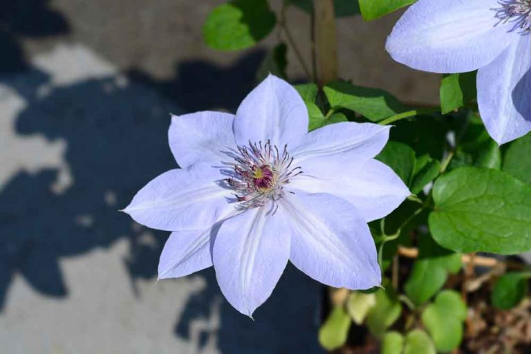 Plamienok (Clematis)