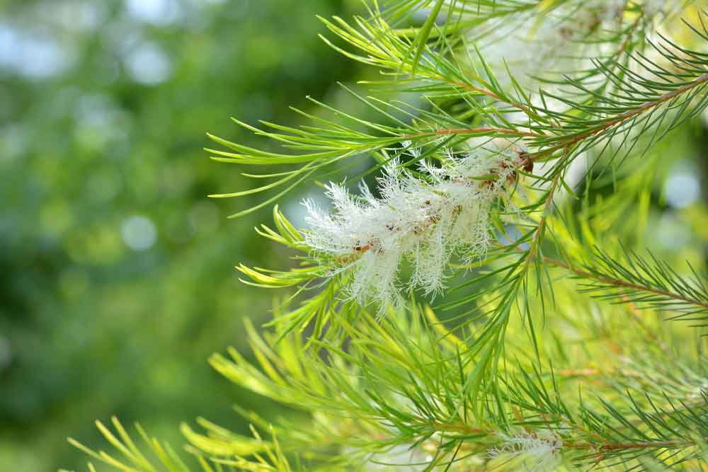 Čajovník austrálsky Čajovník austrálsky (Melaleuca Alternifolia)