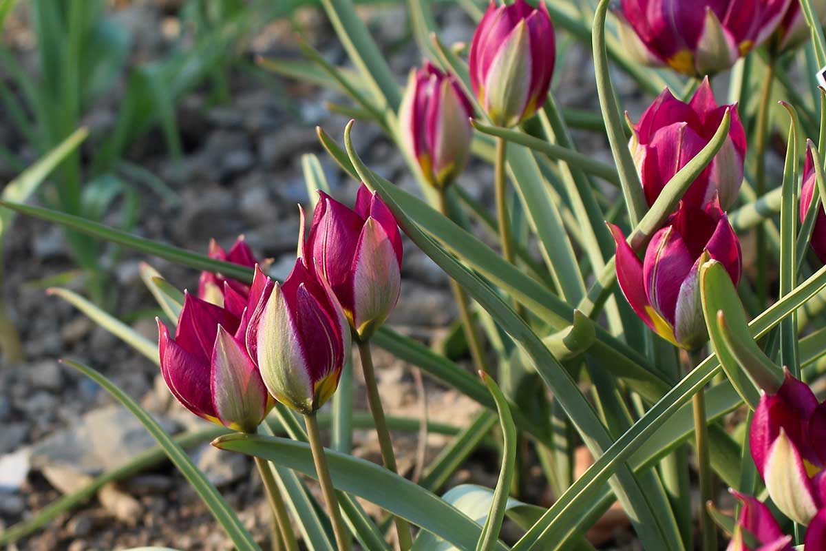 Tulipán ‘Persian Pearl’