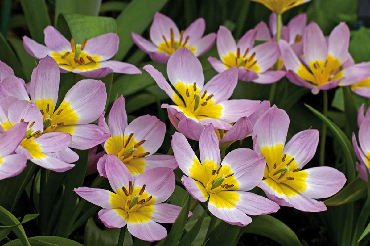 Tulipán skalný ‘Lilac Wonder’