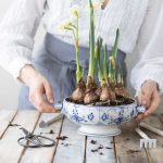 Ako vysadiť rýchlené cibuľoviny do záhrady