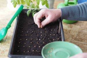 Výsev a predpestovanie sadeníc zo semienok