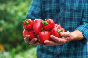 Ako úspešne pestovať papriku