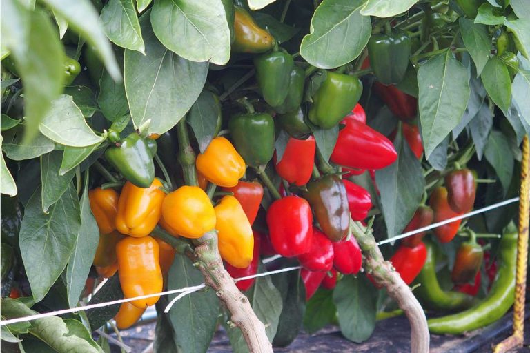 Novinky v ponuke osív plodovej zeleniny MoravoSeed