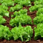 Pestovanie šalátov v záhrade