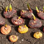 Ako a kedy sadiť jarné cibuľoviny